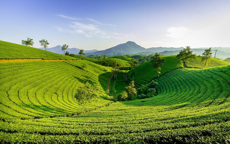 Green Tea Superfood